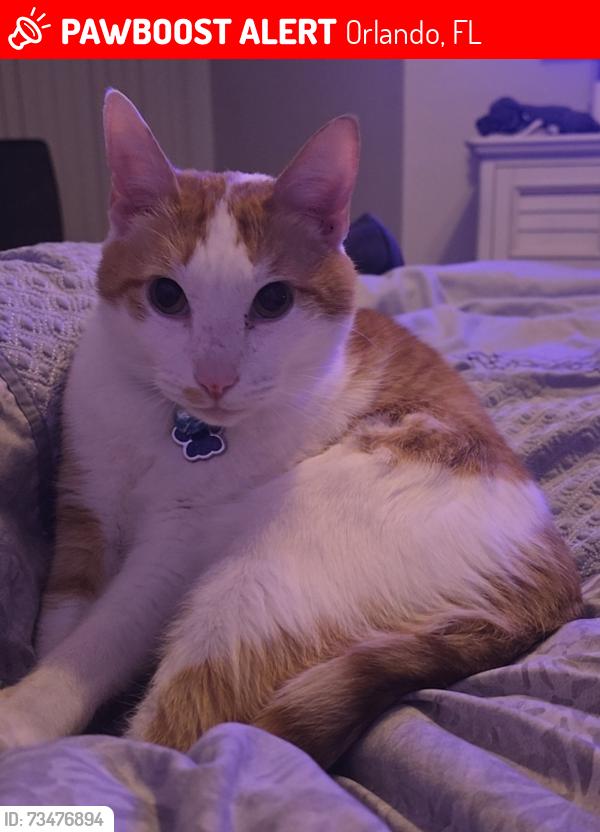 Lost Male Cat last seen Shinoak and Falcon Pointe Dr, Orlando, FL 32837