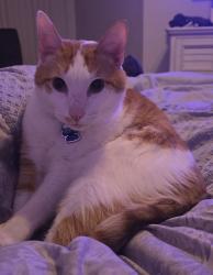 Lost Male Cat last seen Shinoak and Falcon Pointe Dr, Orlando, FL 32837
