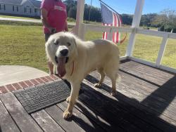 Reunited Unknown Dog last seen Campbell university, Buies Creek, NC 27546