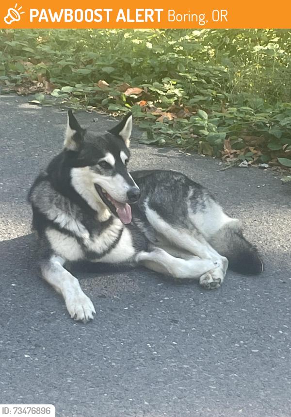 Found/Stray Male Dog last seen 242nd and 272nd off Sunshine Valley Rd, Boring, OR 97089