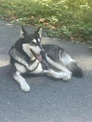 Found/Stray Male Dog last seen 242nd and 272nd off Sunshine Valley Rd, Boring, OR 97089