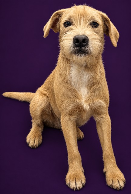 Shelter Stray Male Dog last seen WHELCHEL RD, 1601 Airport Rd, Shelby, NC 28150, USA
