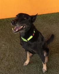 Shelter Stray Female Dog last seen Near BLOCK SW 13 AVE, 3599 NW 79th Ave, Doral, FL 33122, USA