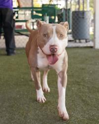 Shelter Stray Male Dog last seen Near BLOCK SW 359 ST, 3599 NW 79th Ave, Doral, FL 33122, USA