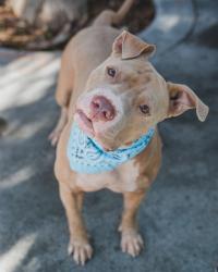 Shelter Stray Male Dog last seen Near BLOCK NE 124TH ST, 3599 NW 79th Ave, Doral, FL 33122, USA