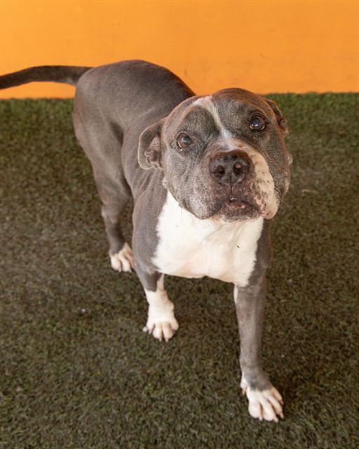 Shelter Stray Female Dog last seen Near BLOCK SW 212 AVE, 3599 NW 79th Ave, Doral, FL 33122, USA