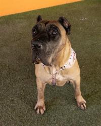 Shelter Stray Female Dog last seen Near BLOCK S DIXIE HWY, 3599 NW 79th Ave, Doral, FL 33122, USA