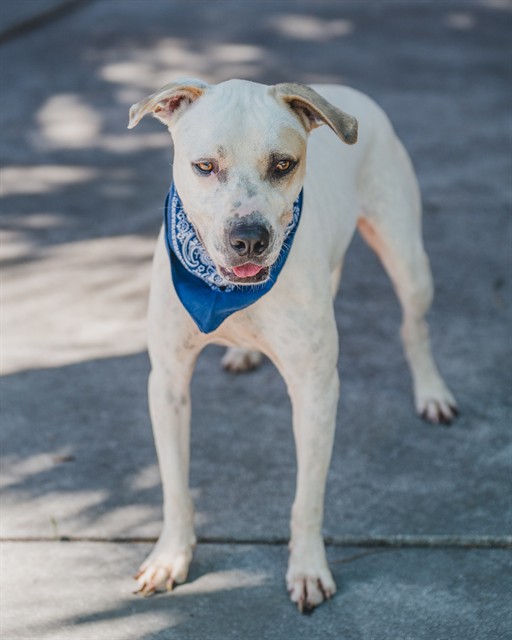 Shelter Stray Male Dog last seen , 3599 NW 79th Ave, Doral, FL 33122, USA