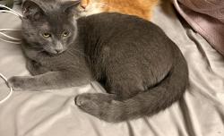 Reunited Male Cat last seen Redfield rd and Todd rd, Bel Air, MD 21014