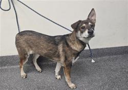 Shelter Stray Female Dog last seen , 3201 Lacy St, Los Angeles, CA 90031, USA