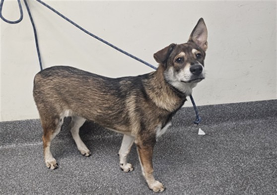 Shelter Stray Female Dog last seen , 3201 Lacy St, Los Angeles, CA 90031, USA