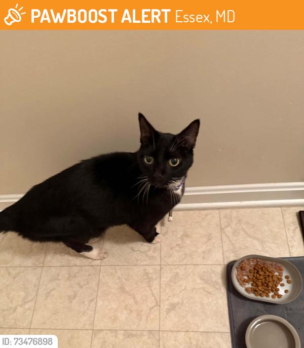 Found/Stray Male Cat last seen walnut grove rd, 21221, Essex, MD 21221