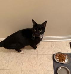 Found/Stray Male Cat last seen walnut grove rd, 21221, Essex, MD 21221