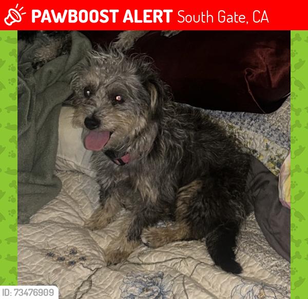 Lost Female Dog last seen Indiana Ave between truba and Stanford, South Gate, CA 90280