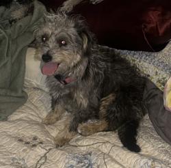 Lost Female Dog last seen Indiana Ave between truba and Stanford, South Gate, CA 90280