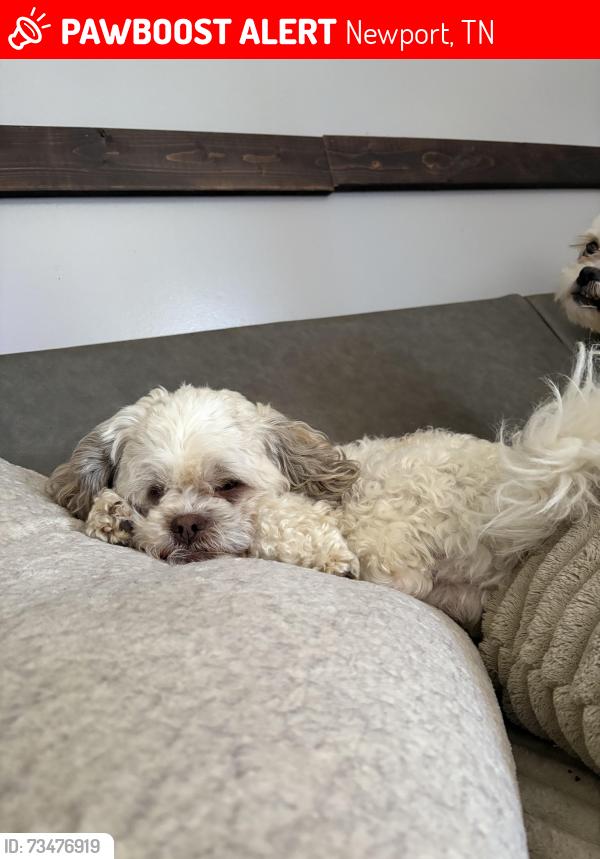 Lost Male Dog last seen Near piney mountain rd, Newport, TN 37821