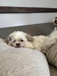 Lost Male Dog last seen Near piney mountain rd, Newport, TN 37821