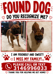 Found/Stray Unknown Dog last seen Outer road near collision repair shop, Arnold, MO 63010