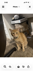 Found/Stray Male Cat last seen Rio Salado Parkway and Dobson Road, Mesa, AZ 85201