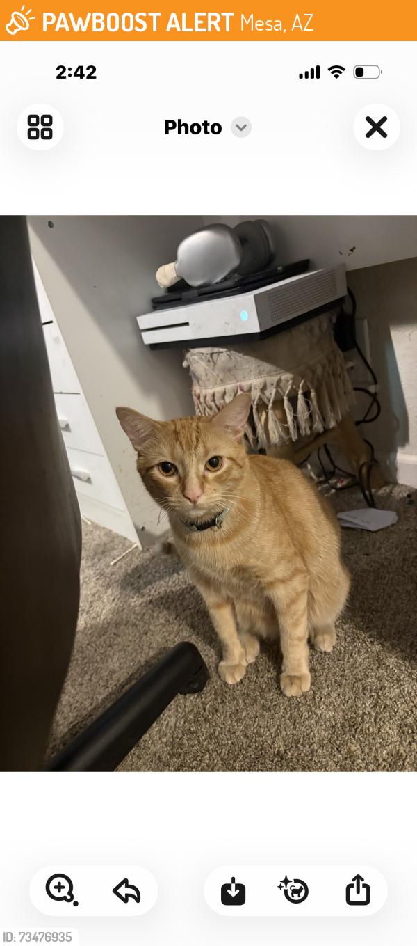Found/Stray Male Cat last seen Rio Salado Parkway and Dobson Road, Mesa, AZ 85201