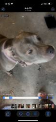 Reunited Female Dog last seen The pig off of lem turner, Jacksonville, FL 32208