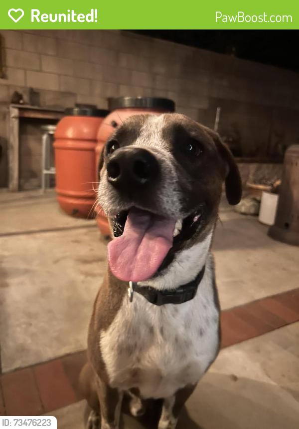 Reunited Male Dog last seen N Lyman Ave, Covina, CA 91724, USA, Covina, CA 91724