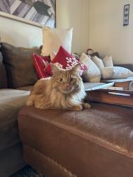 Reunited Male Cat last seen Near Carlton oaks drive, Santee, CA 92071