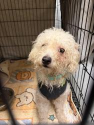 Found/Stray Male Dog last seen Sheppard Rd, Mountain Village Dr, Stone Mountain, GA 30083