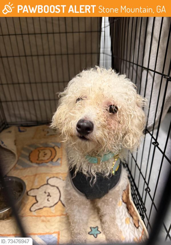 Found/Stray Male Dog last seen Sheppard Rd, Mountain Village Dr, Stone Mountain, GA 30083