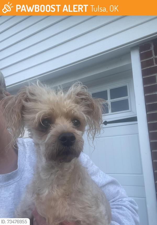Found/Stray Female Dog last seen E 57th Place, Tulsa, OK, Tulsa, OK 74105