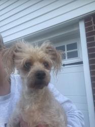 Found/Stray Female Dog last seen E 57th Place, Tulsa, OK, Tulsa, OK 74105