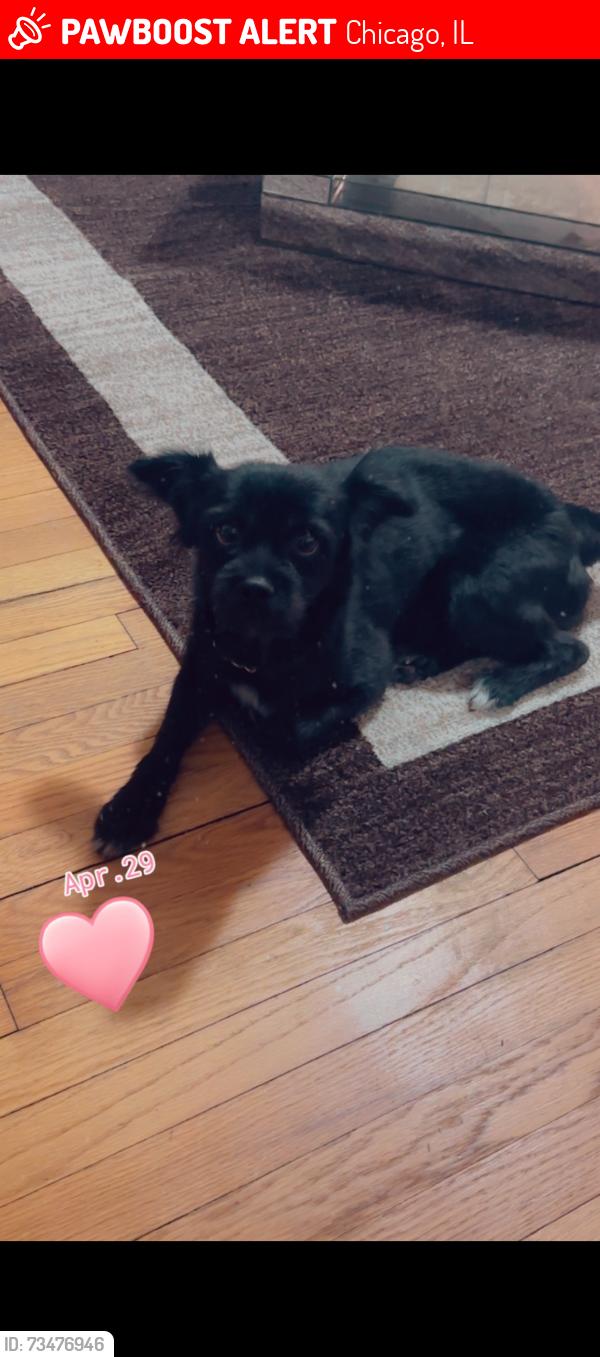 Lost Male Dog last seen Drexel, Chicago, IL 60619