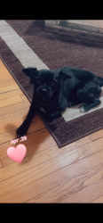 Lost Male Dog last seen Drexel, Chicago, IL 60619