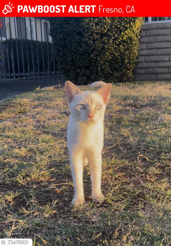 Lost Male Cat last seen E Sierra Madre & N Jackson Ave, Fresno, CA 93726