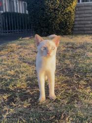 Lost Male Cat last seen E Sierra Madre & N Jackson Ave, Fresno, CA 93726