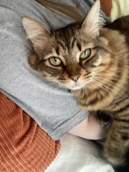 Lost Female Cat last seen Legacy ln, Birmingham, AL 35242