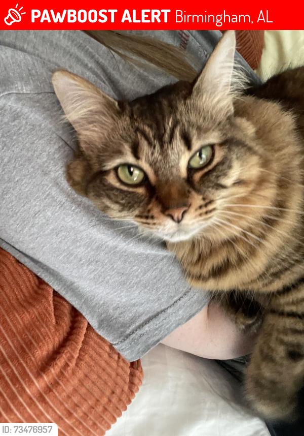 Lost Female Cat last seen Legacy ln, Birmingham, AL 35242
