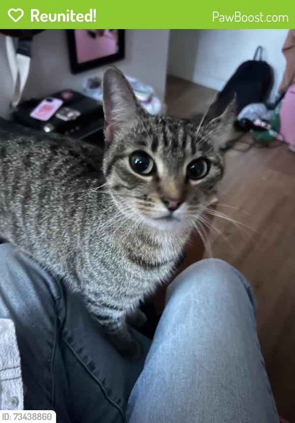Reunited Female Cat last seen W Vista Way, Vista CA, Vista, CA 92083