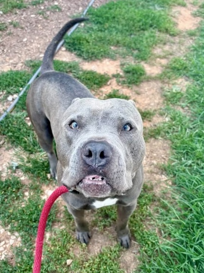 Shelter Stray Male Dog last seen Near Grinnalds Ave., 21230, MD, 2490 Giles Rd, Baltimore, MD 21225, USA