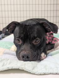 Shelter Stray Female Dog last seen County Rd 39, Dunnellon, FL, 4030 S Airport Rd, Inverness, FL 34450, USA