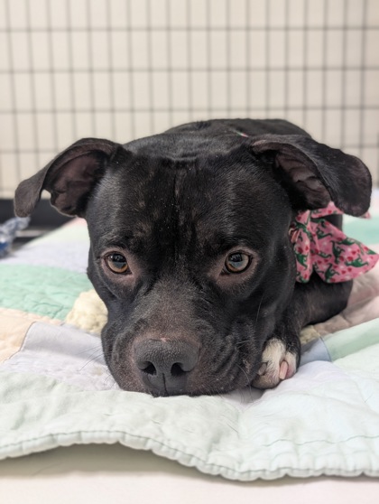 Shelter Stray Female Dog last seen County Rd 39, Dunnellon, FL, 4030 S Airport Rd, Inverness, FL 34450, USA