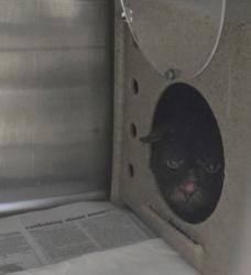 Shelter Stray Male Cat last seen Near s cypress st, Fellsmere, FL, 6230 77th St, Vero Beach, FL 32967, USA
