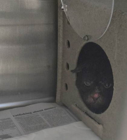 Shelter Stray Male Cat last seen Near s cypress st, Fellsmere, FL, 6230 77th St, Vero Beach, FL 32967, USA