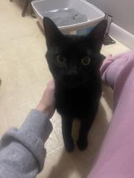 Reunited Male Cat last seen Airport & Mccord by Speedway, Holland, OH 43528