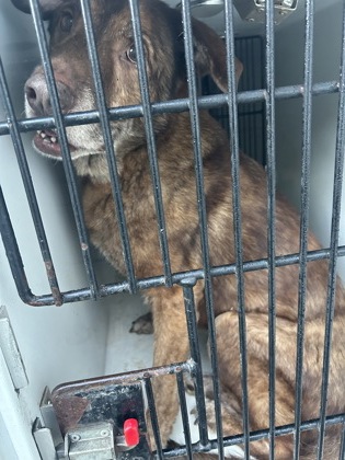Shelter Stray Female Dog last seen Near Delavan St., Atlanta, GA, 1251 Fulton Industrial Blvd NW, Atlanta, GA 30336, USA