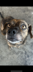 Lost Female Dog last seen Vermont and 106th st, Los Angeles, CA 90044