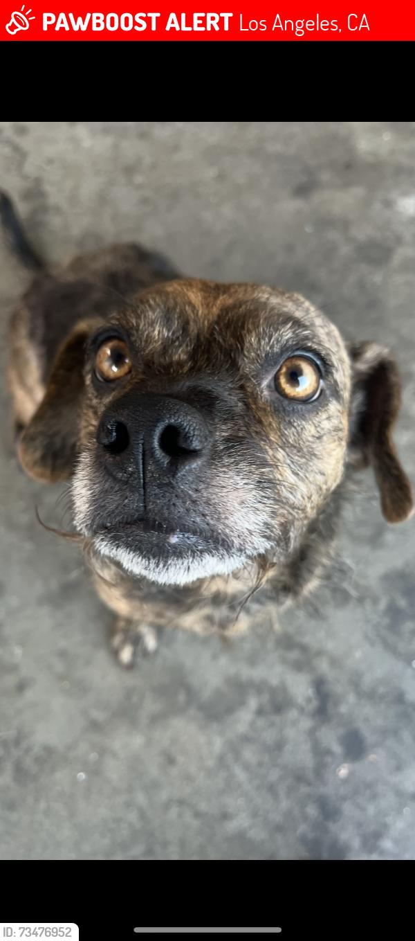 Lost Female Dog last seen Vermont and 106th st, Los Angeles, CA 90044