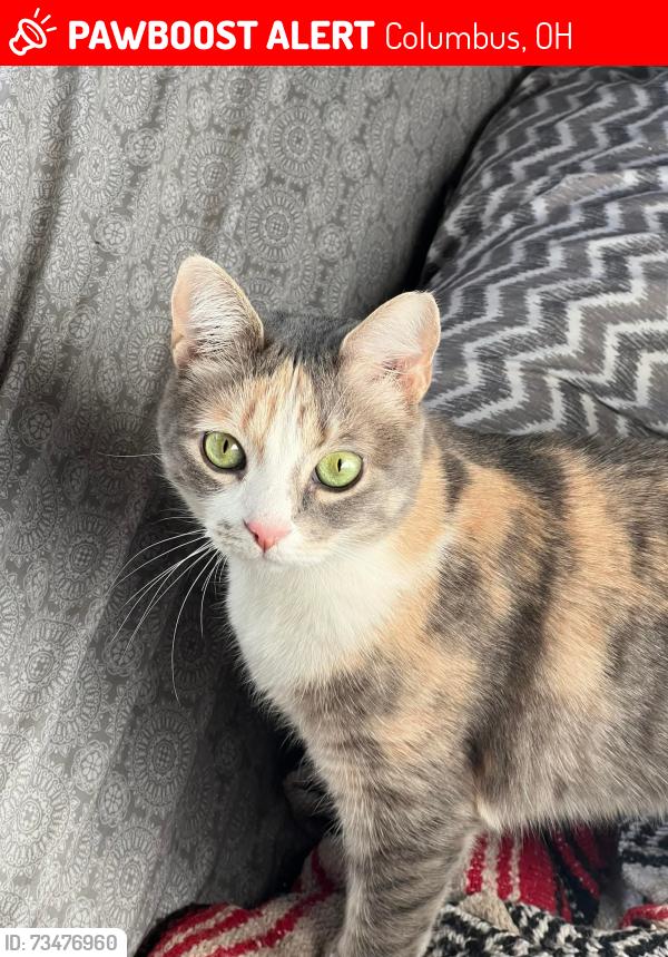 Lost Female Cat last seen Between Graystone Ave and Noe-Bixby, not far from the school., Columbus, OH 43232