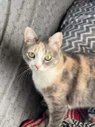 Lost Female Cat last seen Between Graystone Ave and Noe-Bixby, not far from the school., Columbus, OH 43232