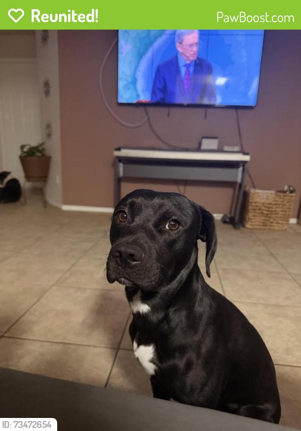Reunited Male Dog last seen cactus and el mirage, El Mirage, AZ 85335